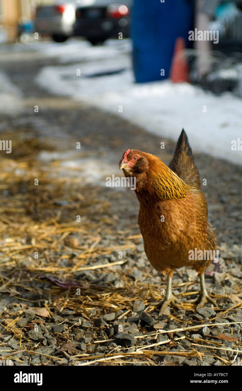 Best juego chicken road in Spain
