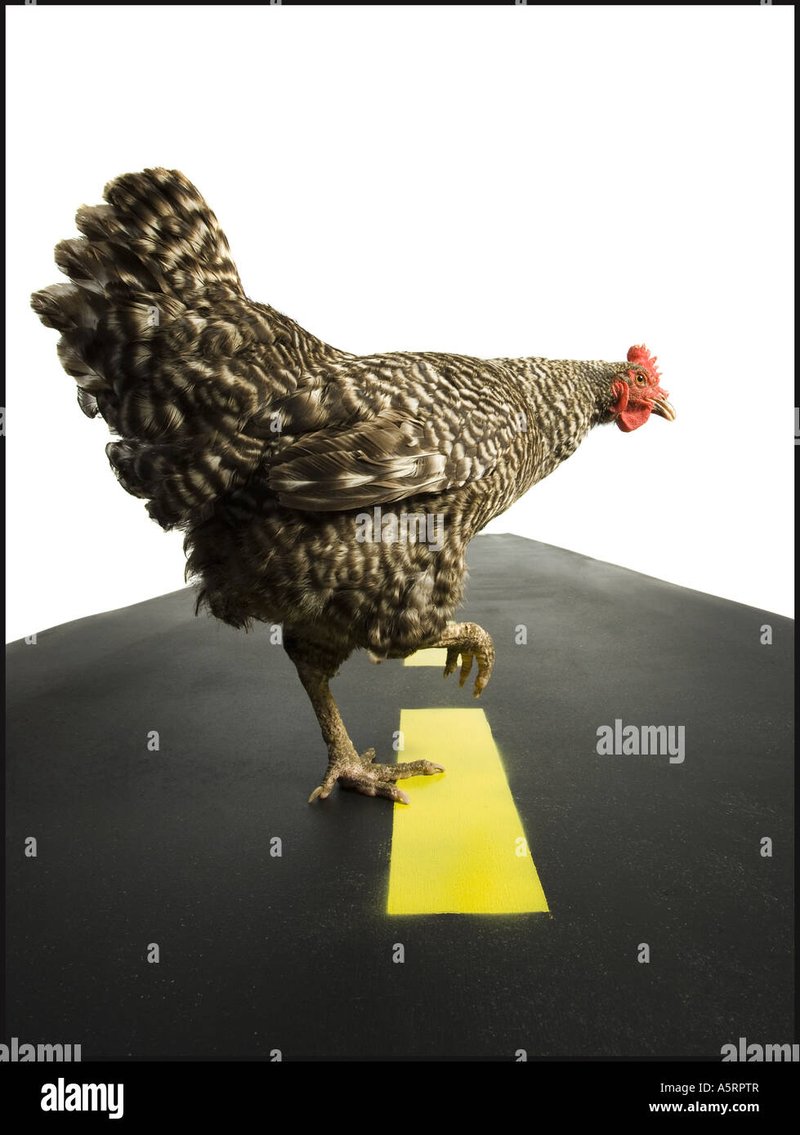 Introduction to chicken road online